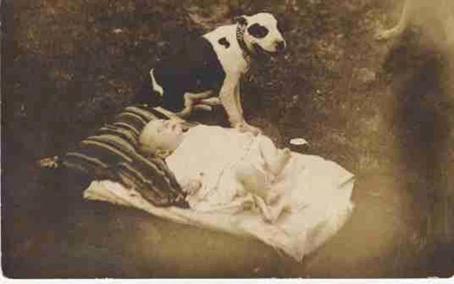 old-pit-bull-and-baby-picture[1]