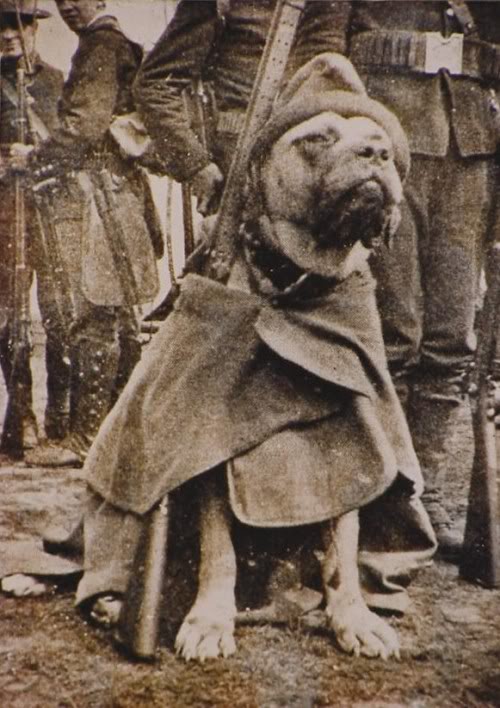 The Original APBT