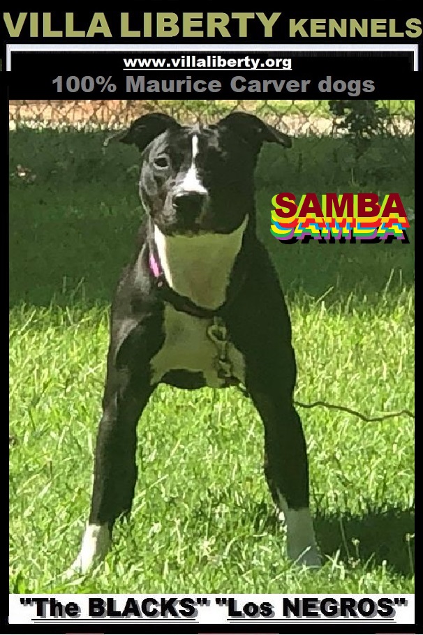 PARA MODELO DE POST SAMBA.