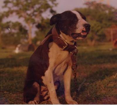 Black Lady o Negrita 4XW es hija de Red Buck y la Toa 