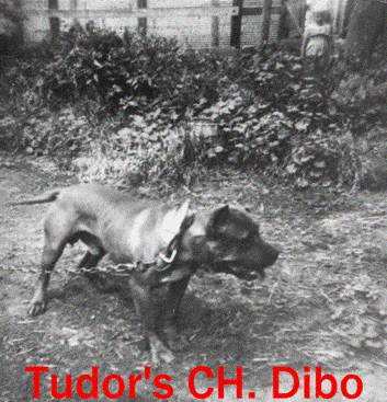 https://www.fiapbt.net/historiadibo_archivos/image027.gif