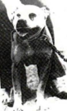 https://www.fiapbt.net/historiadibo_archivos/image029.jpg