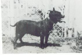 https://www.fiapbt.net/historiadibo_archivos/image031.jpg