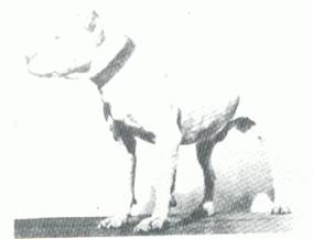 https://www.fiapbt.net/historiadibo_archivos/image034.jpg
