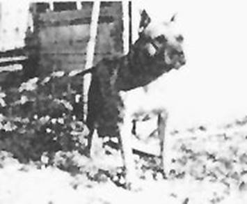 https://www.fiapbt.net/historiadibo_archivos/image035.jpg