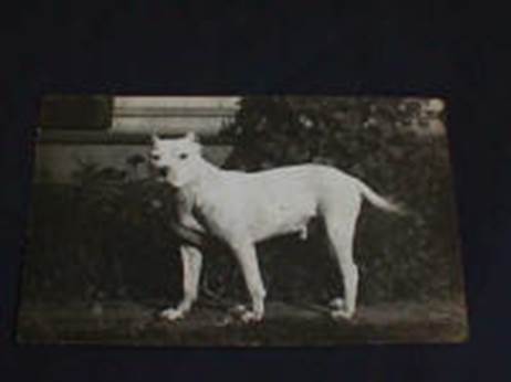 http://www.haynespitbulls.com/images/1900APBT_small.jpg