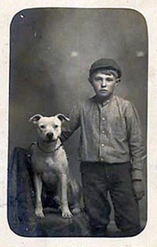 http://www.haynespitbulls.com/images/BullTerrierBoy.jpg