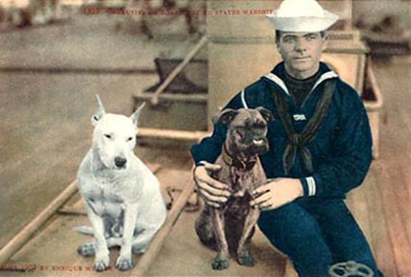 http://www.haynespitbulls.com/images/BullTerrierBulldogSailor.jpg