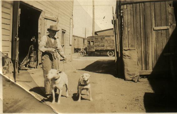 http://www.haynespitbulls.com/images/doginfeedlot.jpg