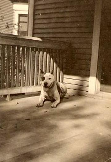 http://www.haynespitbulls.com/images/dogonporch_W.jpg