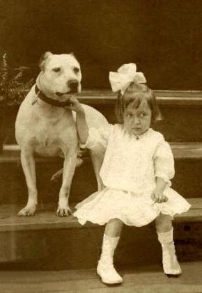 http://www.haynespitbulls.com/sitebuilder/images/girlwhitepit_W-290x421.jpg