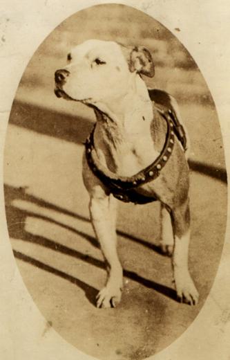 http://www.haynespitbulls.com/sitebuilder/images/NewSca32-333x520.jpg