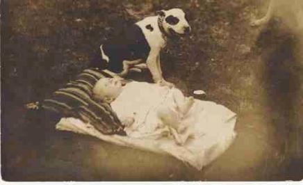 http://www.haynespitbulls.com/sitebuilder/images/oldpicbaby-436x266.jpg