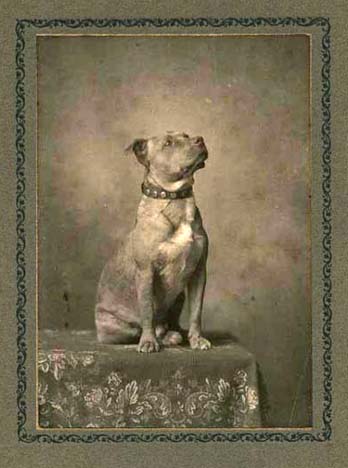 http://www.haynespitbulls.com/images/ProudPitbull.jpg