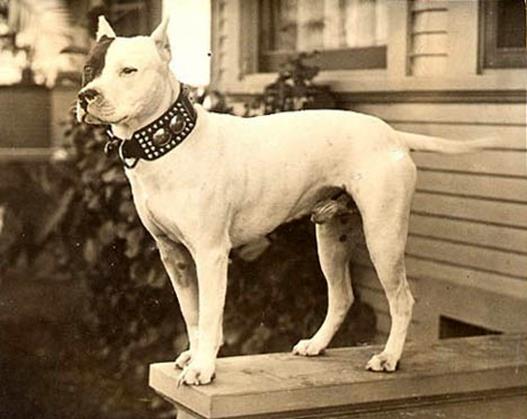 http://www.haynespitbulls.com/images/VintagePit1909.jpg