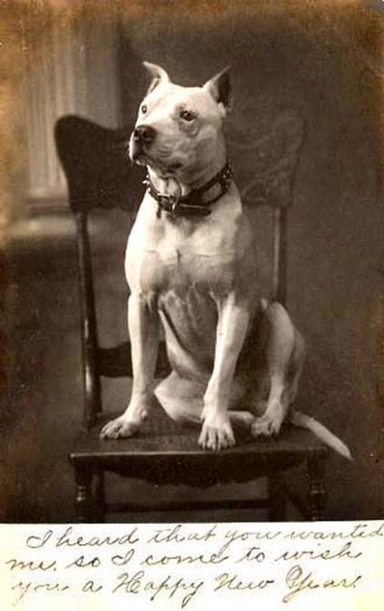 http://www.haynespitbulls.com/images/whitepitchair2_W.jpg