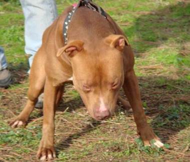 midnight cowboy pitbull puppies for sale