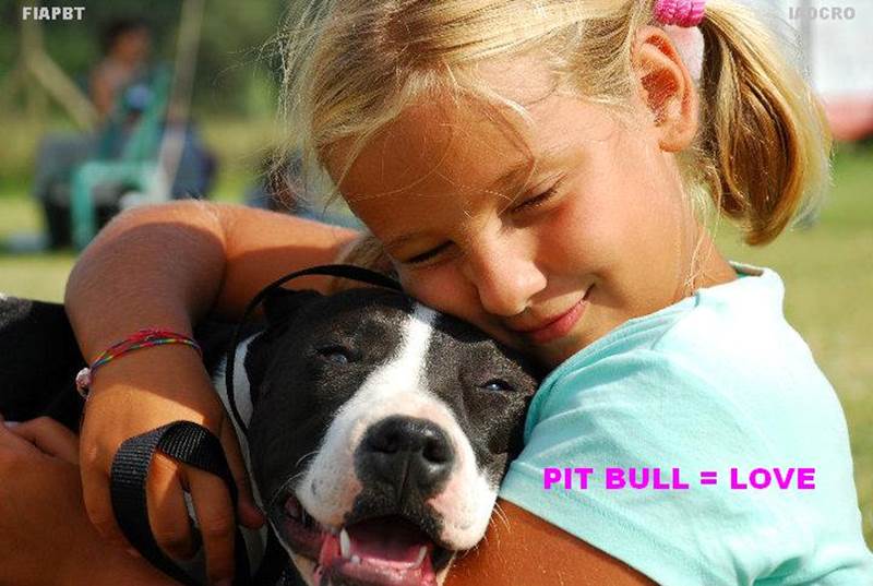 - PIT BULL IGUAL LOVE