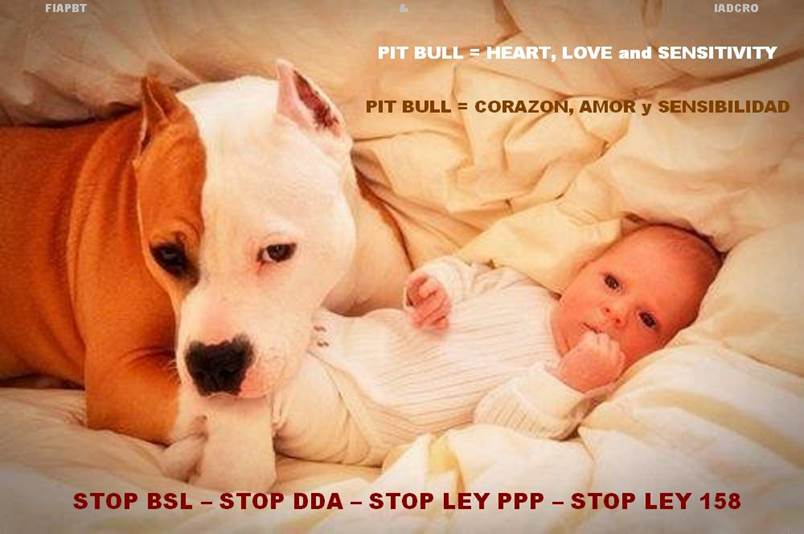 PIT BULL LOVE MARTES