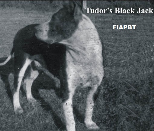 TUDORS BLACK JACK.