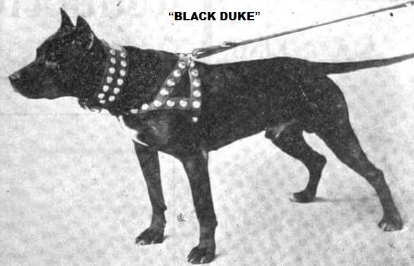 BLACK DUKE