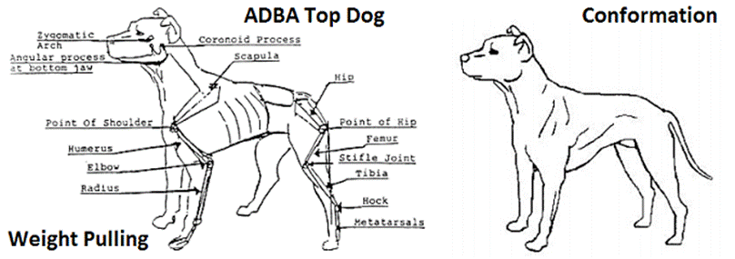 ZZThe-ADBA-American-Pit-Bull-Terrier-Conformation-Standard[1]