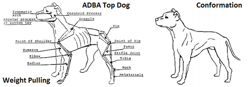 pedigree american pitbull terrier