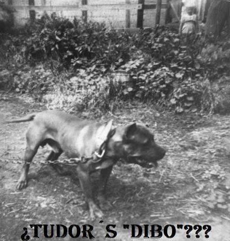 Tudor�s Dibo..