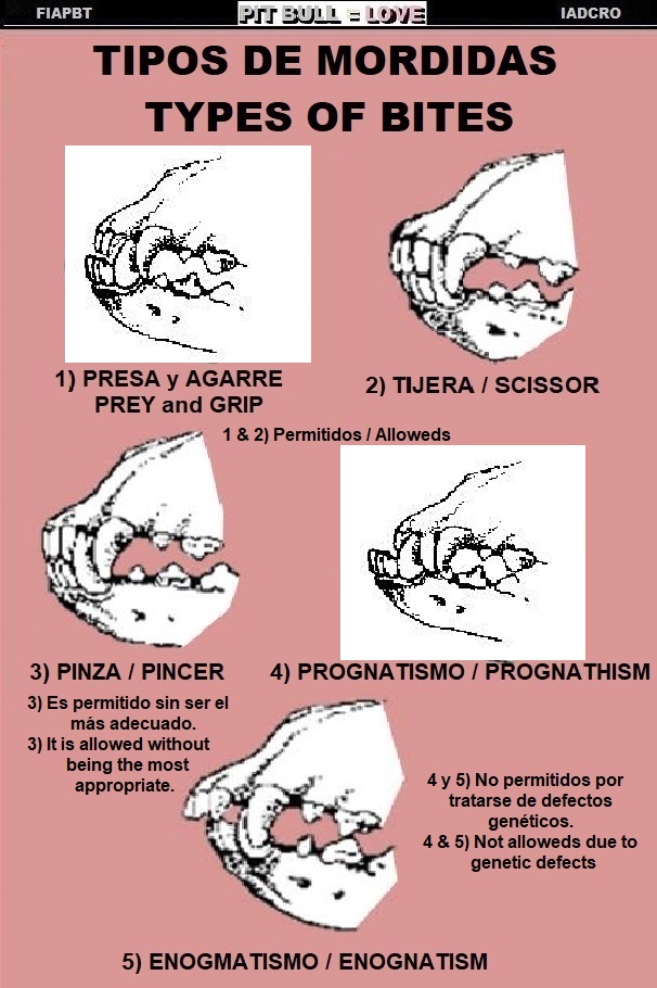 DIFERENTES MORDIDAS