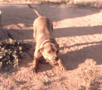 HEINZL'S GRAVEL GERTIE