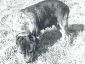 Heinzl´s Sis