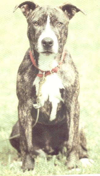 Heinzl´s Gypsy
