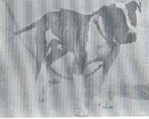Heinzl�s Bat