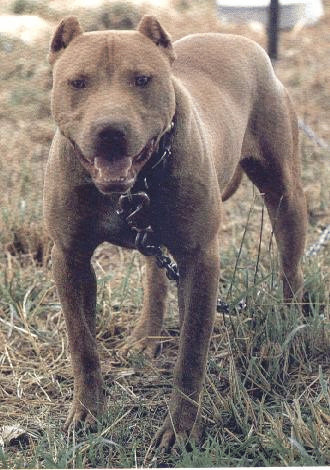 Heinzl�s Badger (Hijo de Chili y Blind Ben